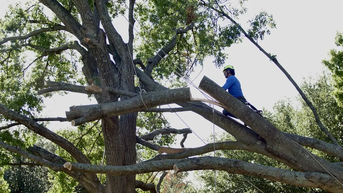Professional Crown Thinning performed by certified arborists in Dana